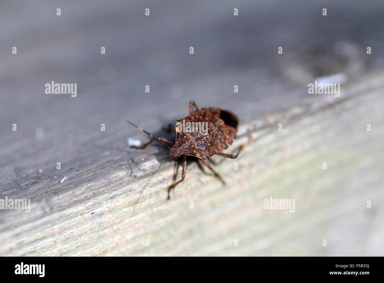 Brown marmorated stink bug (Halyomorpha halys) in Giappone Foto Stock