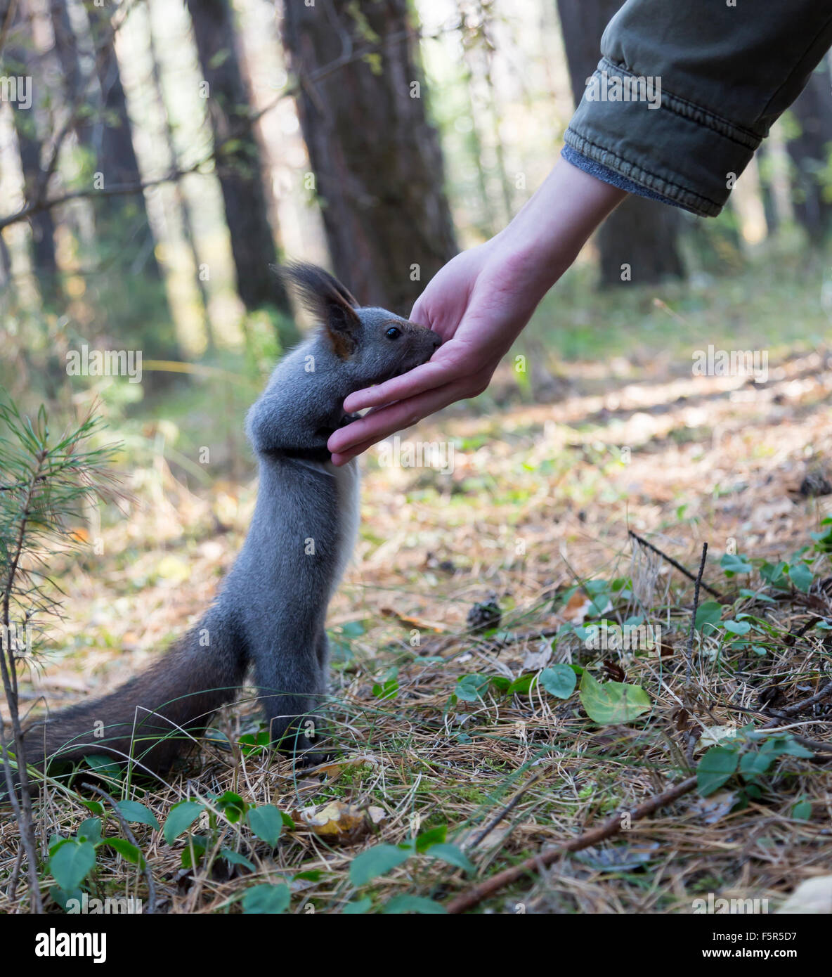 Piccolo scoiattolo in un parco della città di mangiare noccioline dalle mani dell uomo Foto Stock