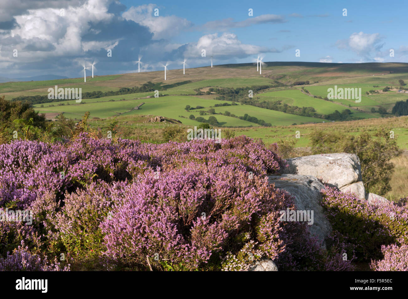 Heather moorland in piena fioritura in Littledale, Lancashire, guardando verso le turbine eoliche sul lato opposto del dale. Regno Unito. Foto Stock