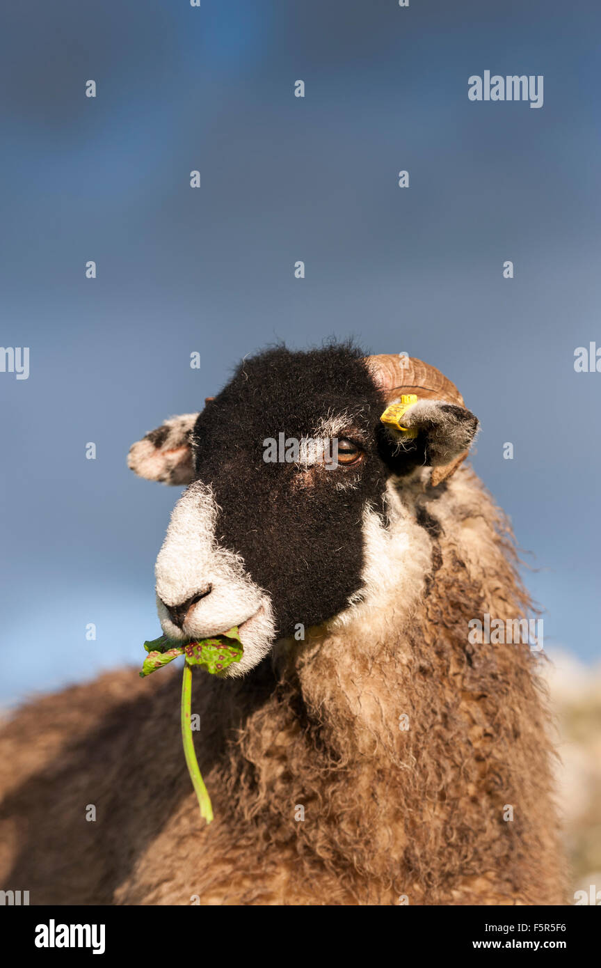 Swaledale pecore al pascolo di erba fresca in pascolo, UK. Foto Stock