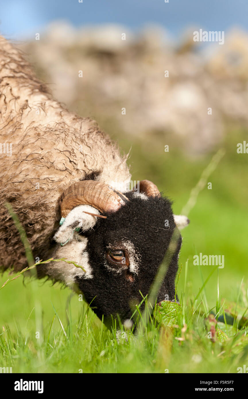 Swaledale pecore al pascolo di erba fresca in pascolo, UK. Foto Stock