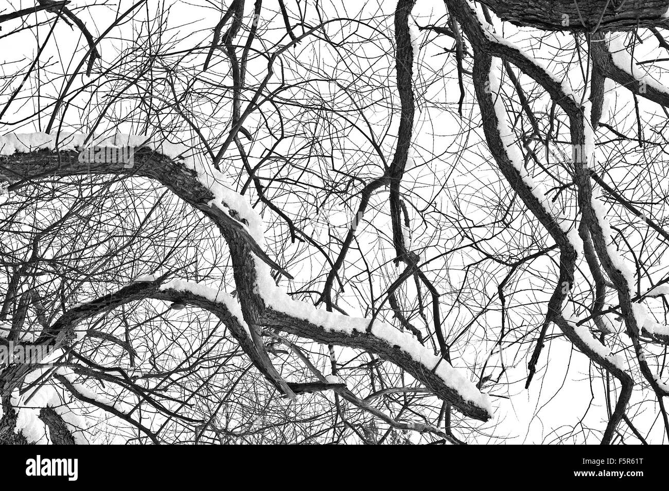 Albero di inverno immagine concettuale. Foto in bianco e nero di dead winter tree. Foto Stock