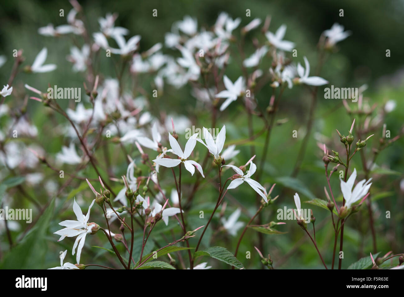 Trifoliata Gillenia con masse di minuscoli fiori bianchi che cresce in un cottage inglese il giardino. Foto Stock