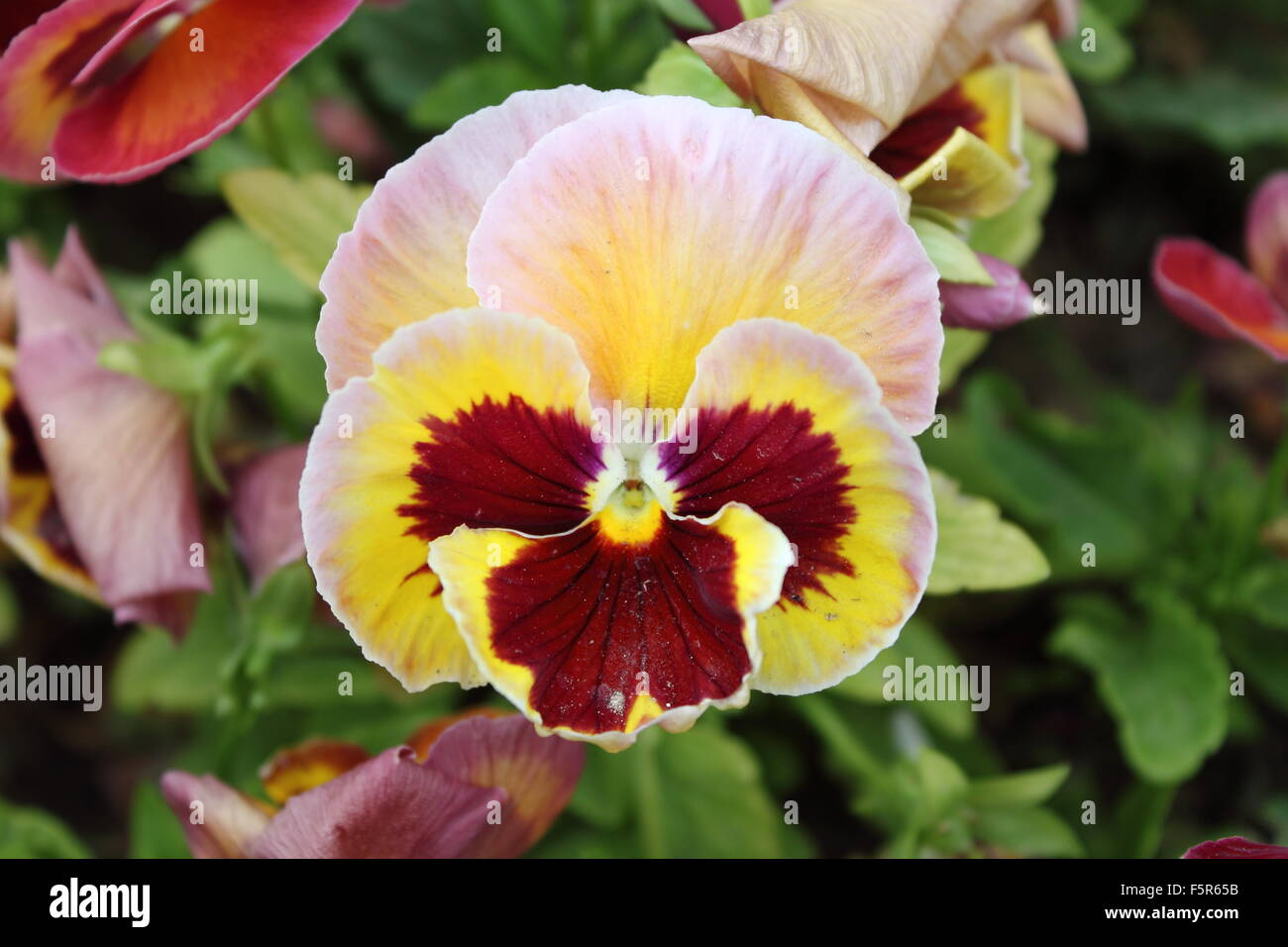 Primo piano di un bel bianco pansy flower (Viola Wittrockiana) Foto Stock