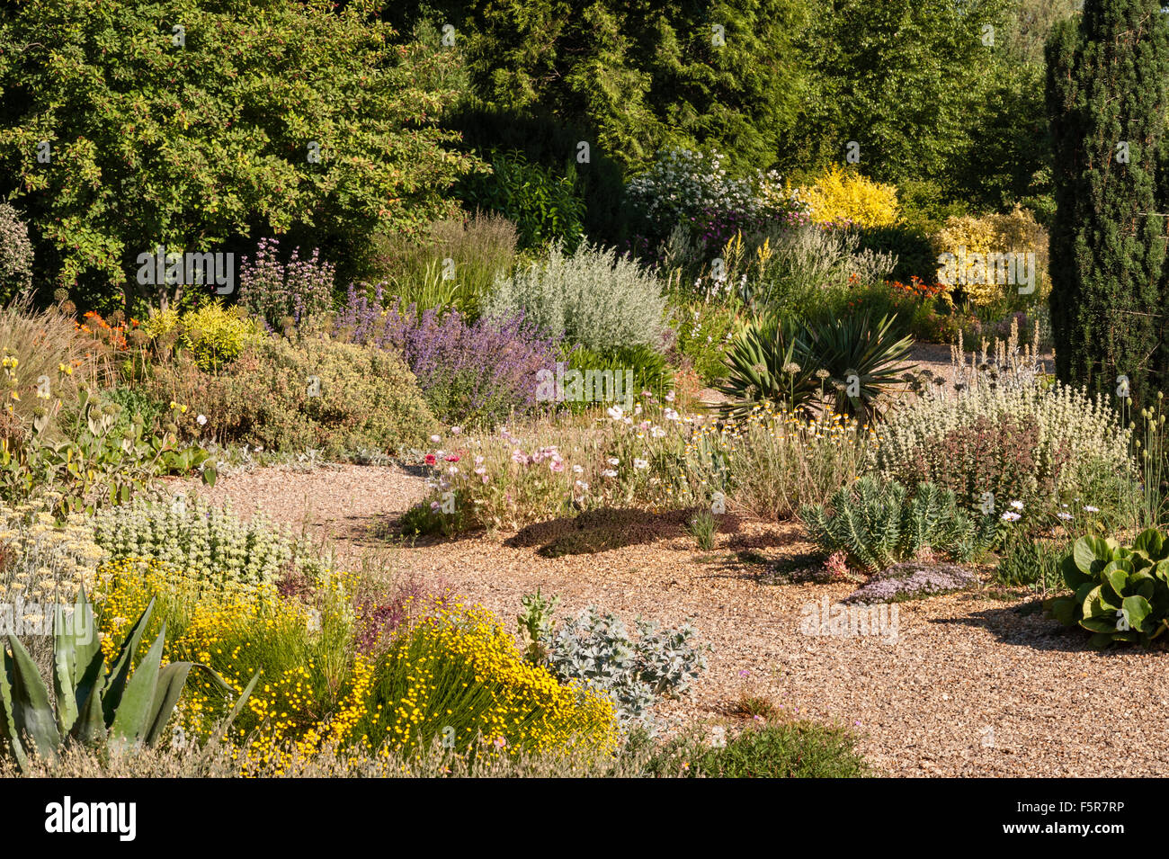 Il Beth Chatto Gardens, Colchester, Essex, Regno Unito. La ghiaia secca giardino in tarda estate Foto Stock