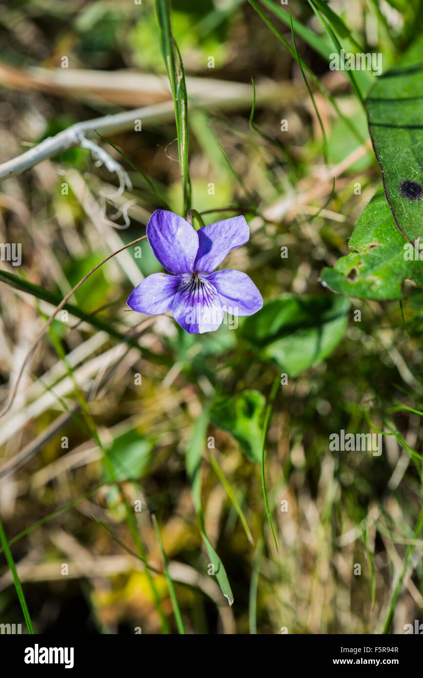 Dog-Viola Viola riviniana crescente nel Peak District National Park Regno Unito Foto Stock