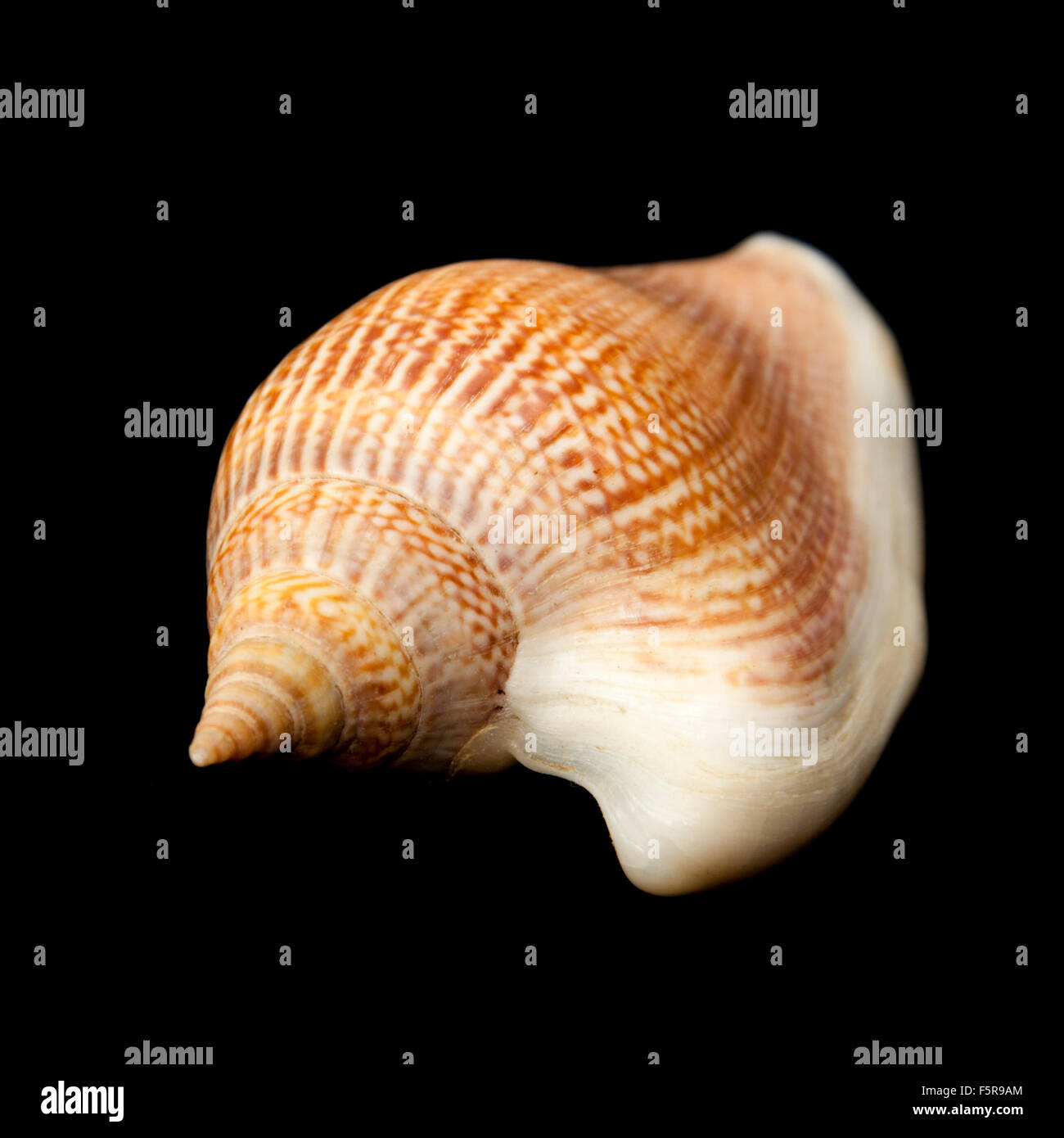 Conica di conchiglia di mare su uno sfondo nero Foto Stock