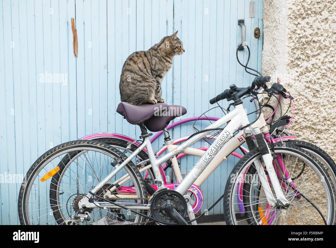 Gatto su una bicicletta,bike,sedile in una strada a Couiza  village,Aude,Francia del sud.  Umorismo,divertente,Couiza,mercato,Aude,Francia,bio,organica Foto stock -  Alamy