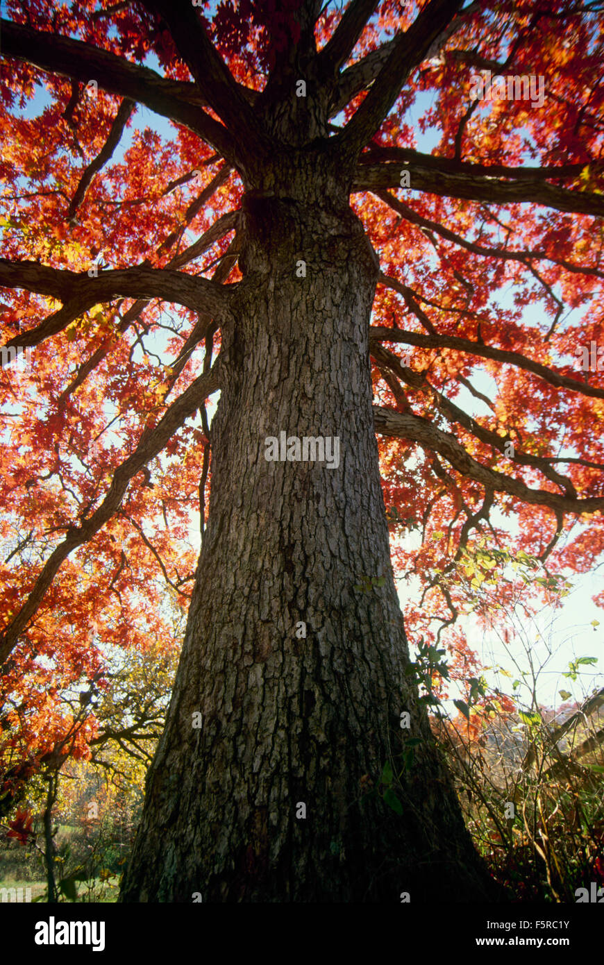 Stagioni: bianca enorme albero di quercia con Autunno a colori in piedi in campo, Vermont, USA Foto Stock