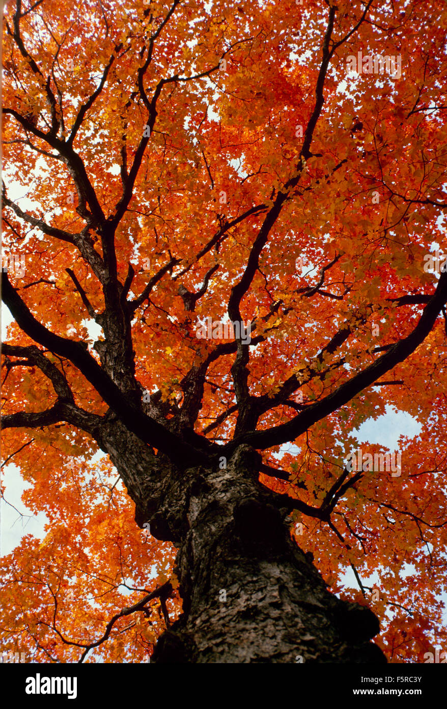 La ricerca di un antico albero di quercia, Quercus alba specie dal di sotto in sorprendenti di colore arancione, Missouri USA Foto Stock