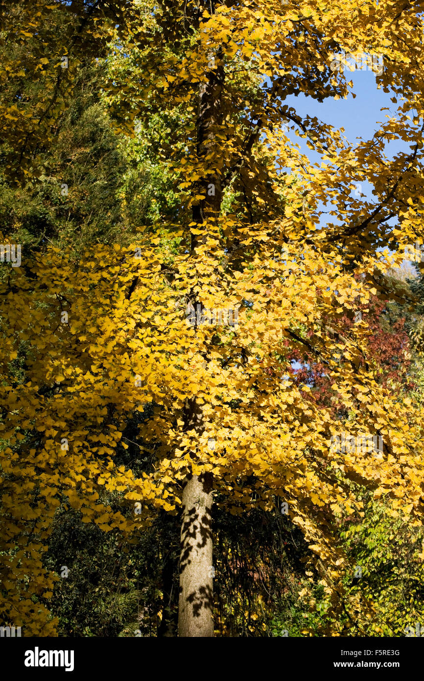 Il Ginkgo biloba Albero in autunno. Foto Stock