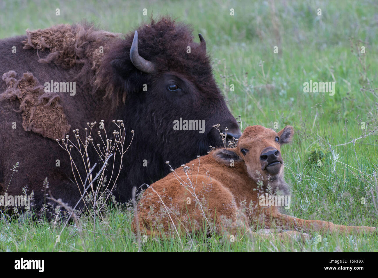 I bisonti americani (Bison bison) con vitello, Western USA Foto Stock