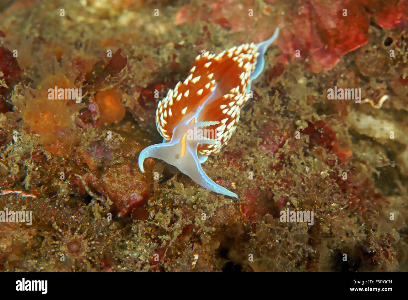 Sea life sea slug nudibranch underwater scuba diving in California island reef Foto Stock