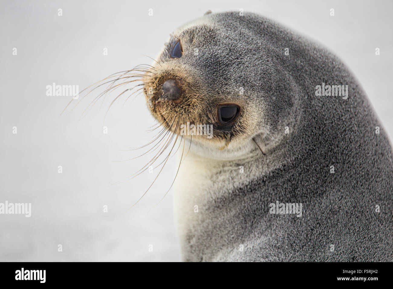 Sud Americana di pelliccia sigillo (Arctocephalus australis) Close up. Isole Falkland. Foto Stock
