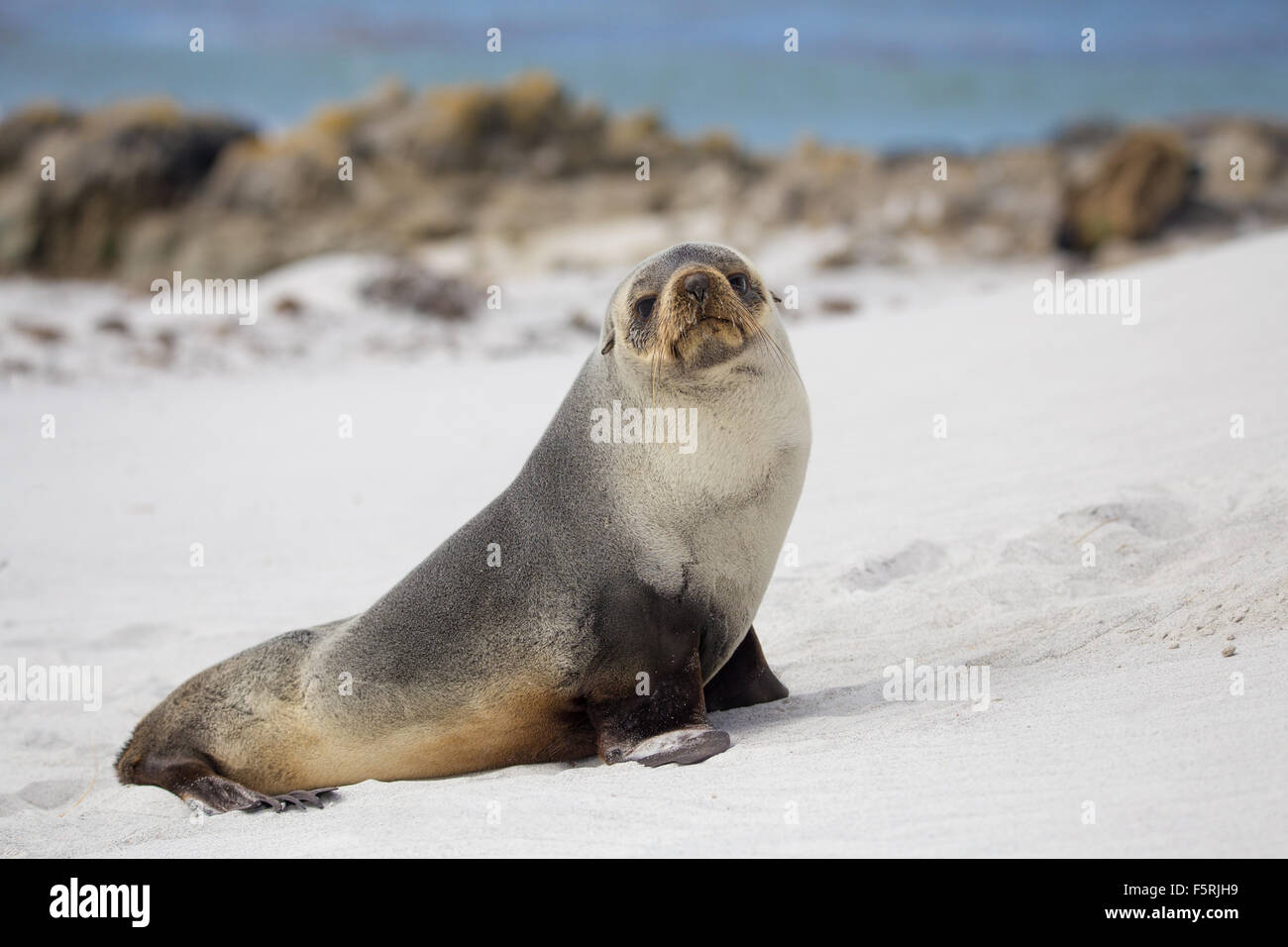 Sud Americana di pelliccia sigillo (Arctocephalus australis) sulla spiaggia. Isole Falkland. Foto Stock
