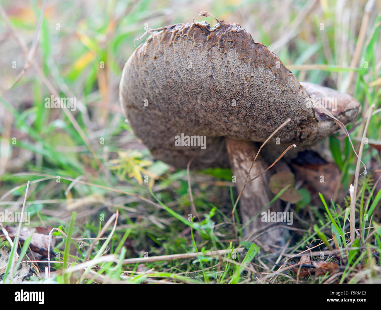 I funghi nel prato verde. Close up Foto Stock