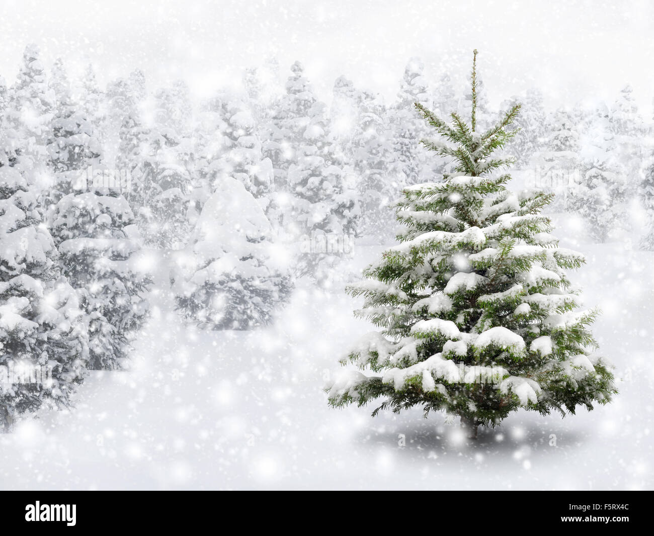 Colpo all'aperto di un bel po' di abete in neve spessa, per la perfetta atmosfera natalizia Foto Stock