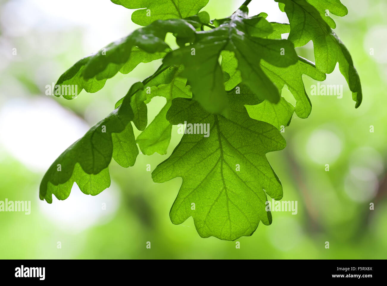 Verde di foglie di quercia in primavera Foto Stock