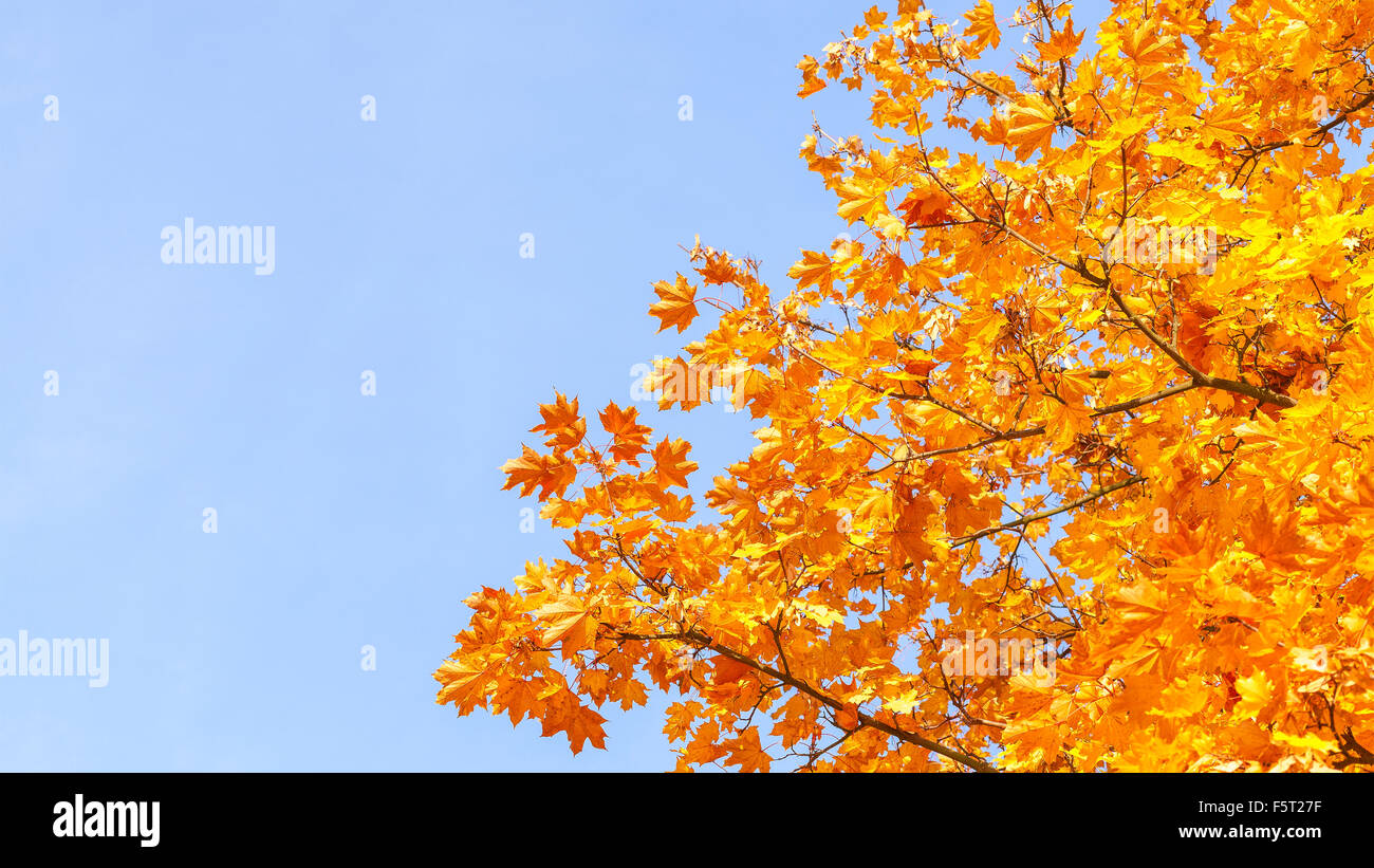 Naturale sfondo autunnale withs copia spazio. Foto Stock