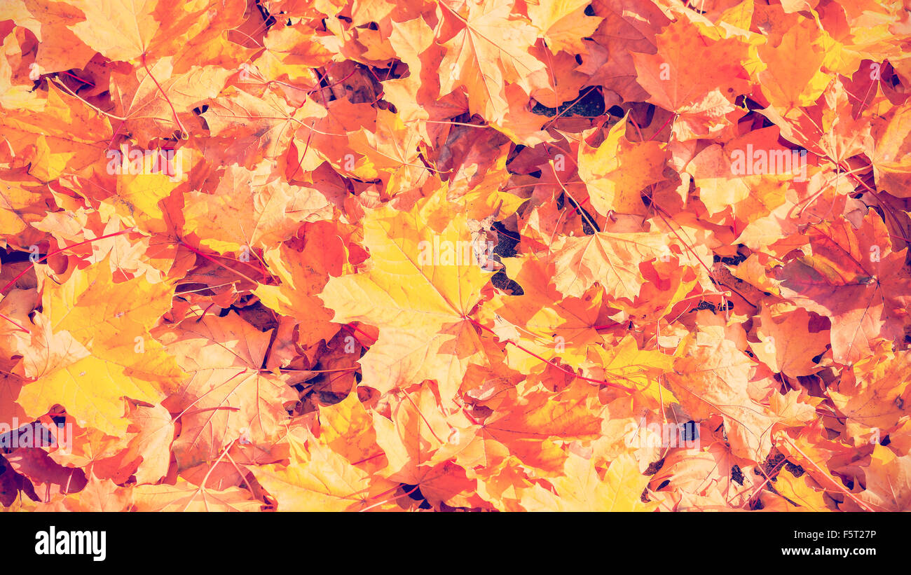 Retro Vintage tonica foglie autunnali, sfondo naturale. Foto Stock