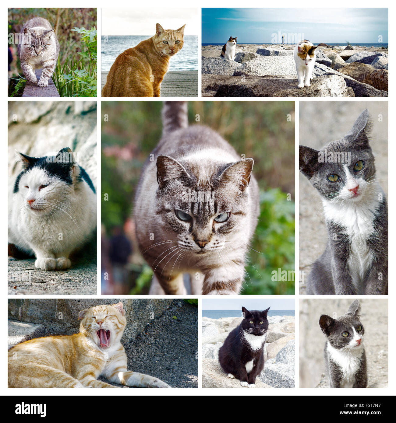 Foto di gatti randagi in un collage personalizzato - telaio di sfondo (li puoi trovare separatamente nel mio portafoglio) Foto Stock