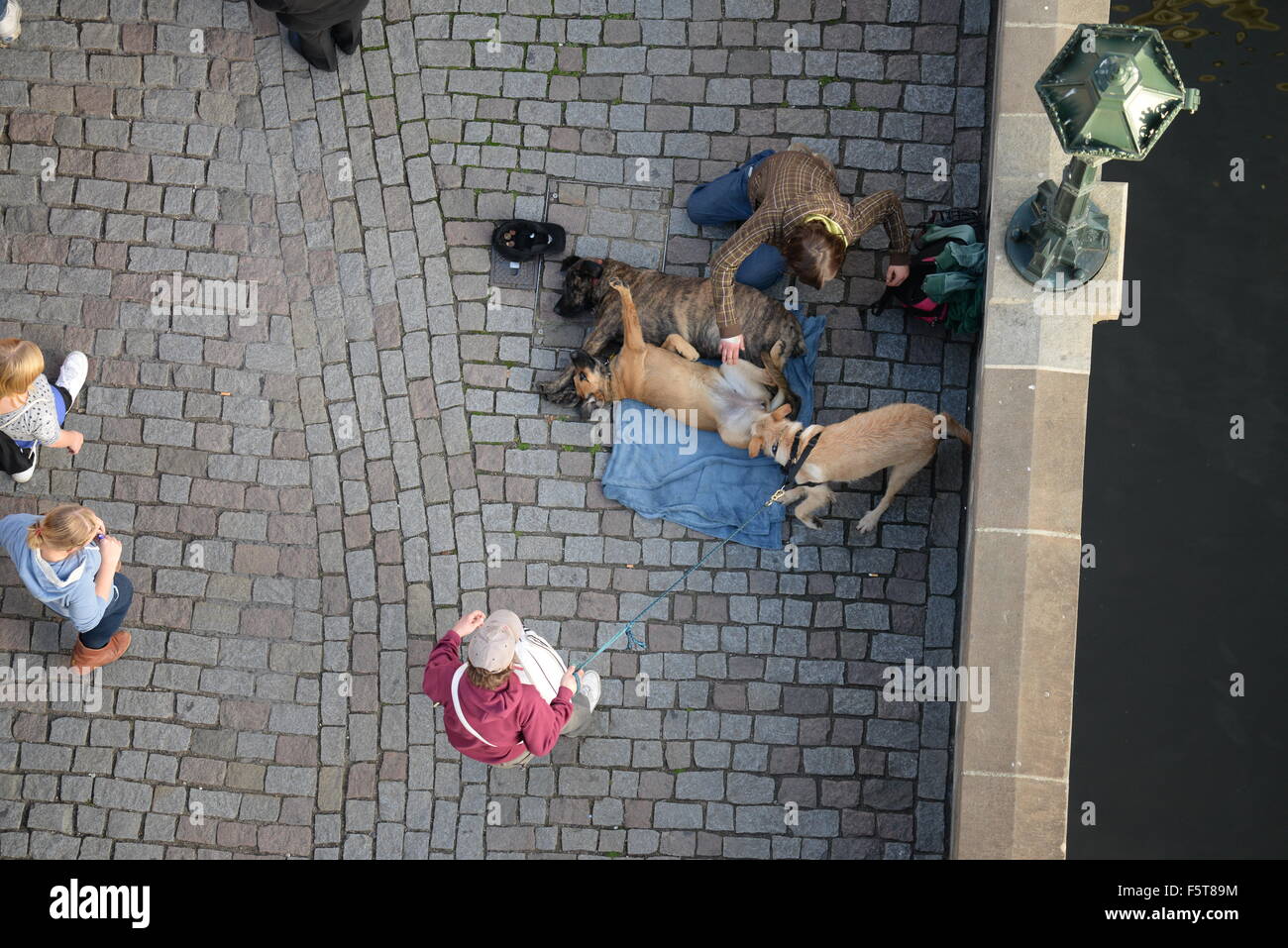 Beggar con cani sul Ponte Carlo a Praga, Boemia, Repubblica ceca, Unione Europea, Europa Foto Stock