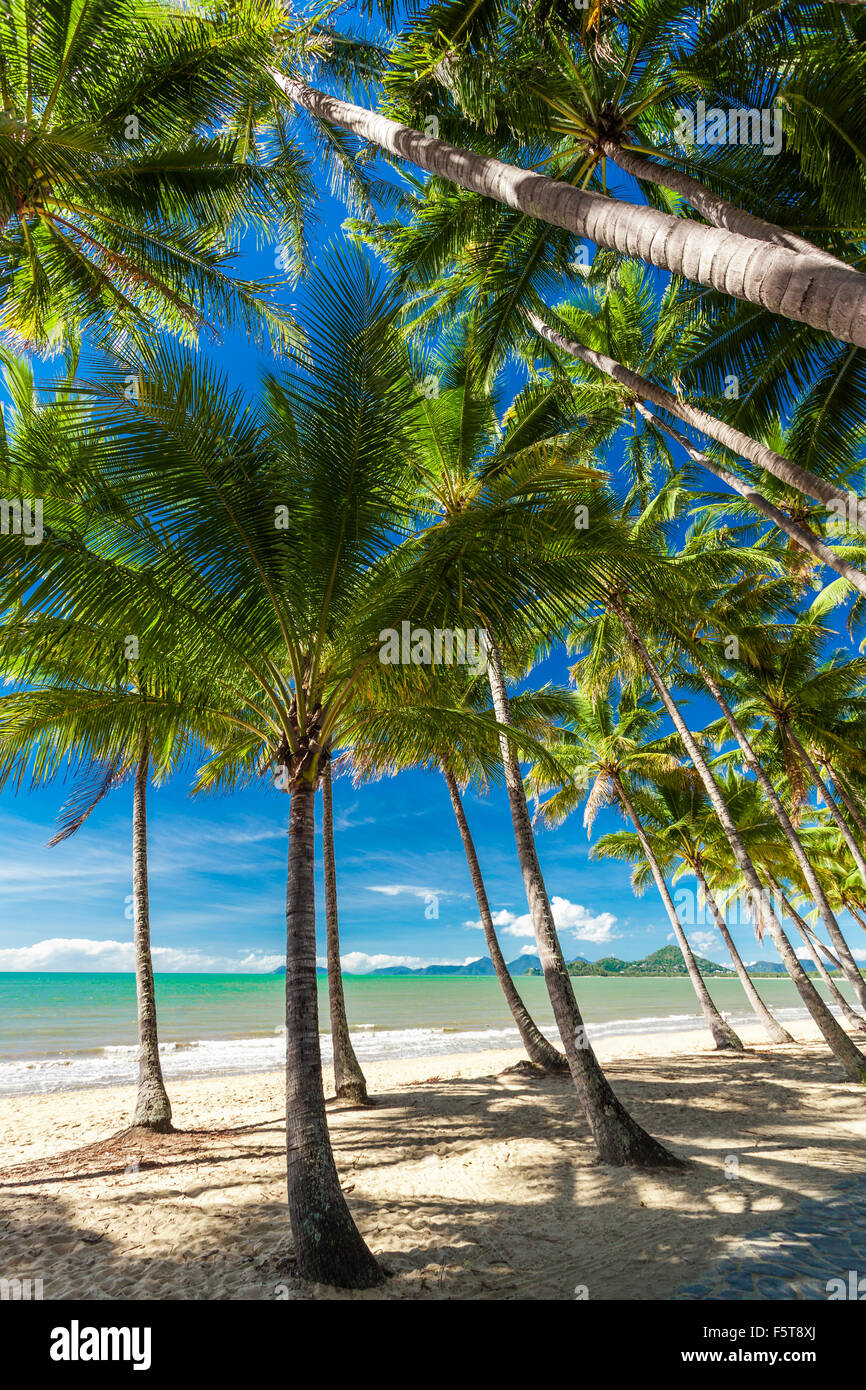 Le palme sulla spiaggia di Palm Cove nel Queensland, Australia Foto Stock