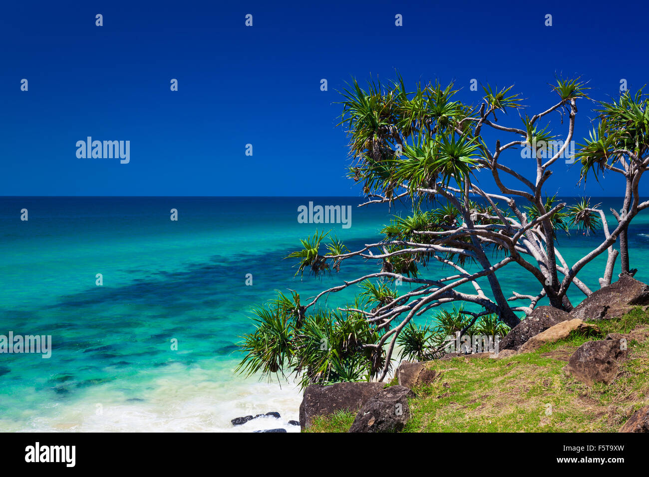Vista della spiaggia con un albero di Burleigh capi National Park, Gold Coast, Australia Foto Stock