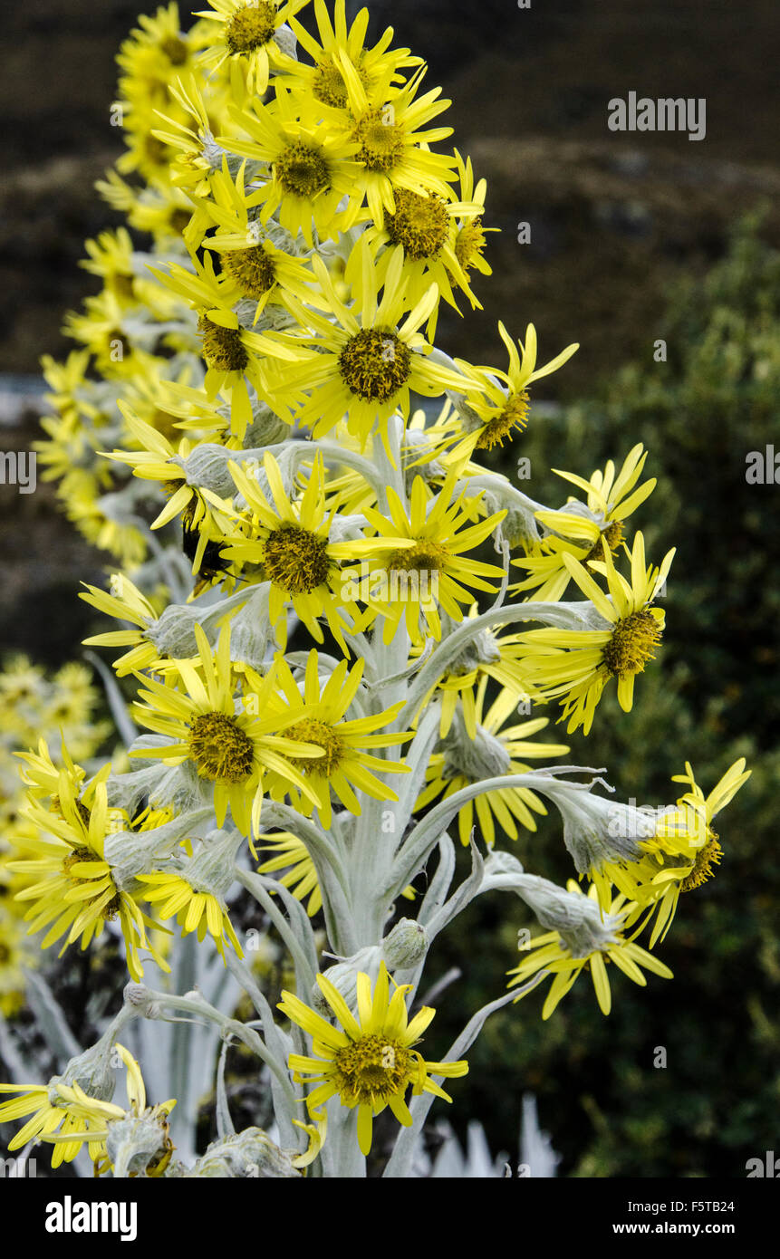 Di colore giallo brillante fiori, Parco Nazionale Cajas, Ecuador Foto Stock