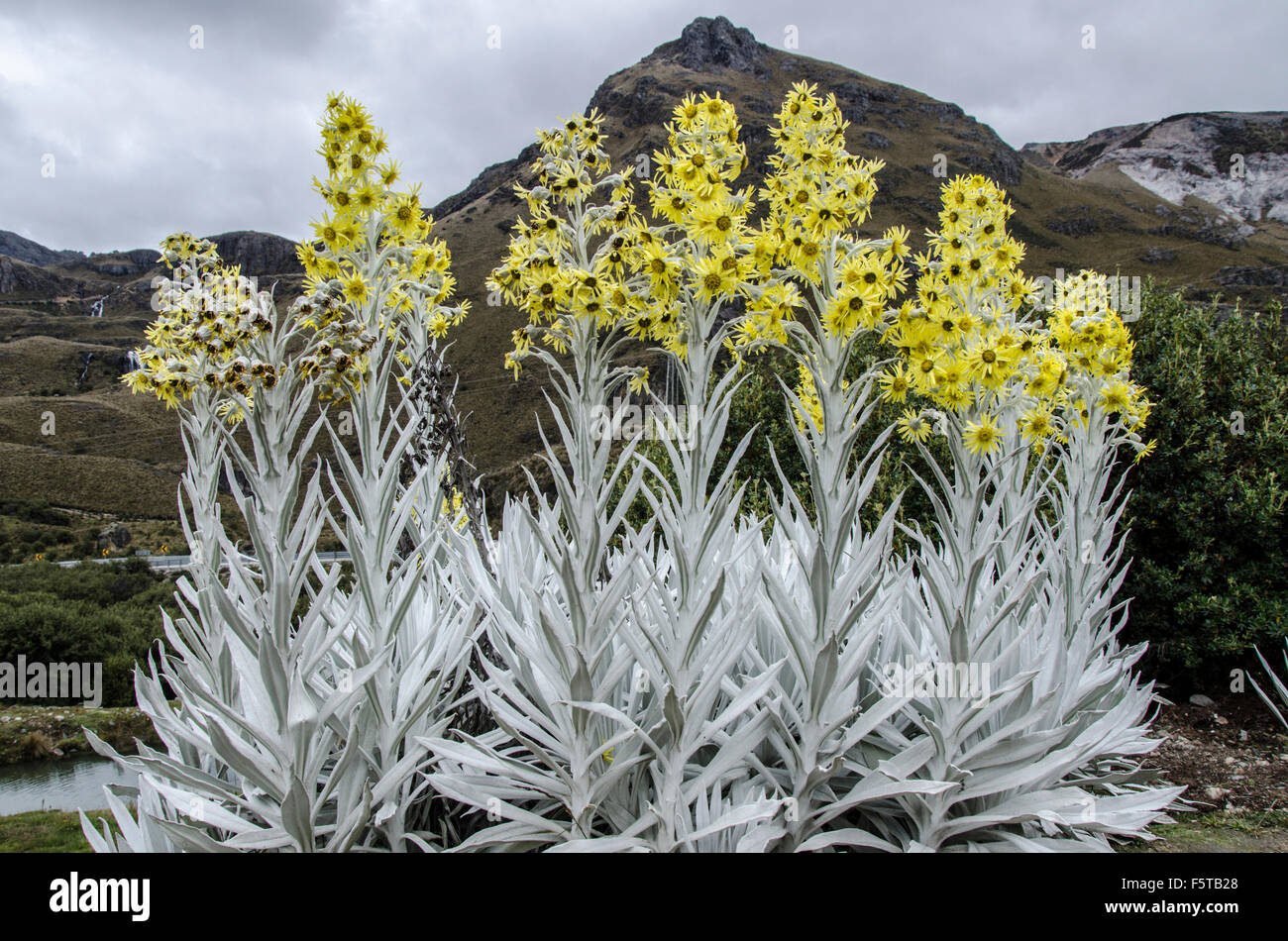 Più steli di argento-leafed fiori gialli Foto Stock