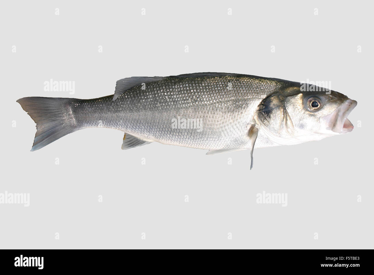 Isolate il branzino o il pesce di mare. Foto Stock