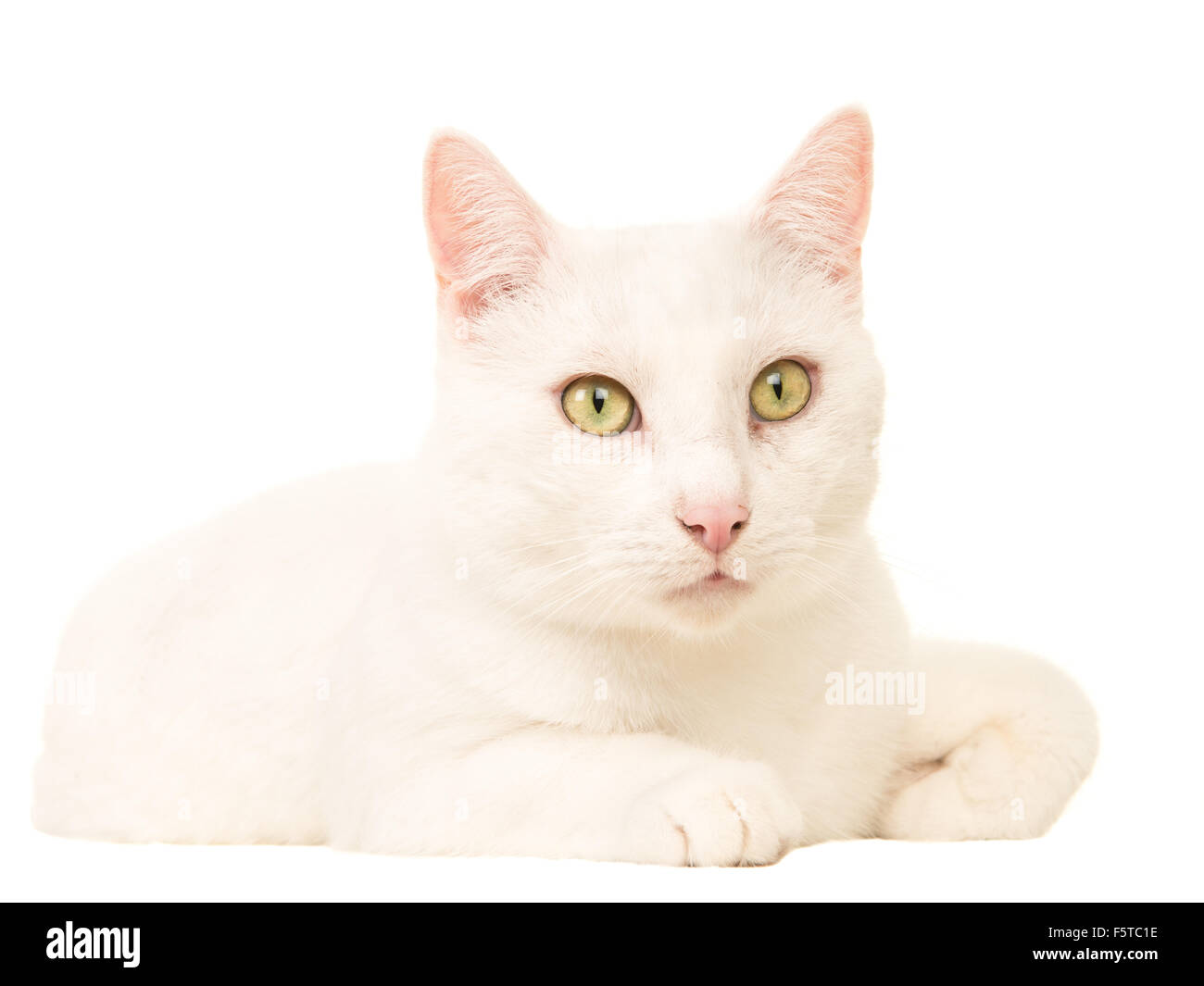 Sdraiato gatto bianco isolato su uno sfondo bianco Foto Stock