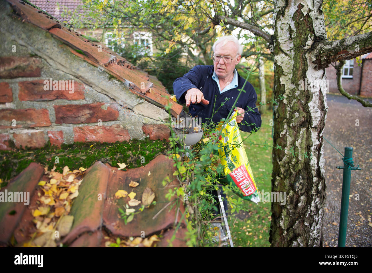 Anziano gentiluomo la pulizia di una grondaia di pioggia di foglie in North Yorkshire Foto Stock