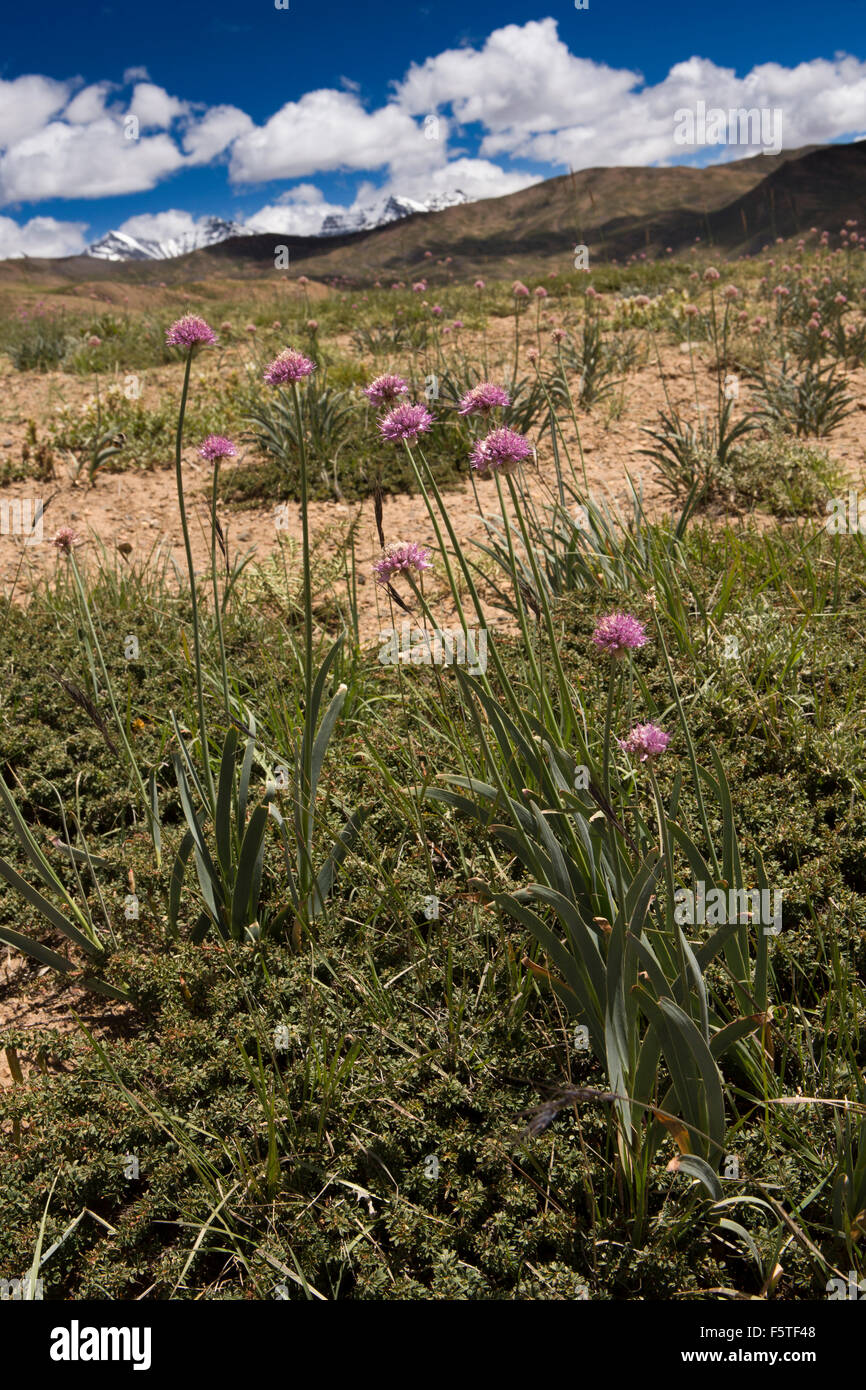 India, Himachal Pradesh, Spiti, Langza, alta altitudine viola fiori selvatici Foto Stock