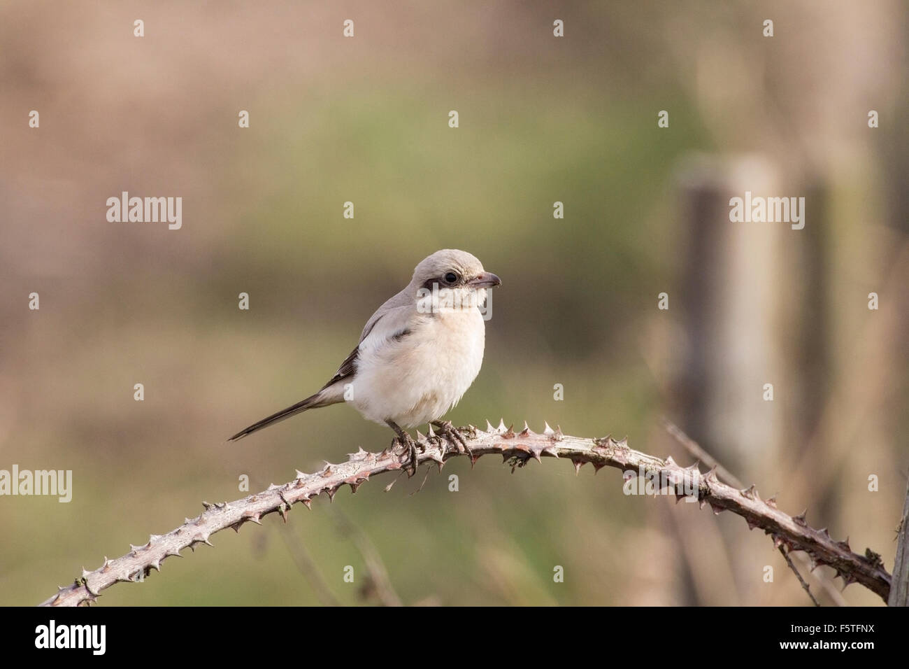 Steppa Shrike grigio (Lanius meridionalis) butcherbird arroccato su rovo, Norfolk, Inghilterra Foto Stock