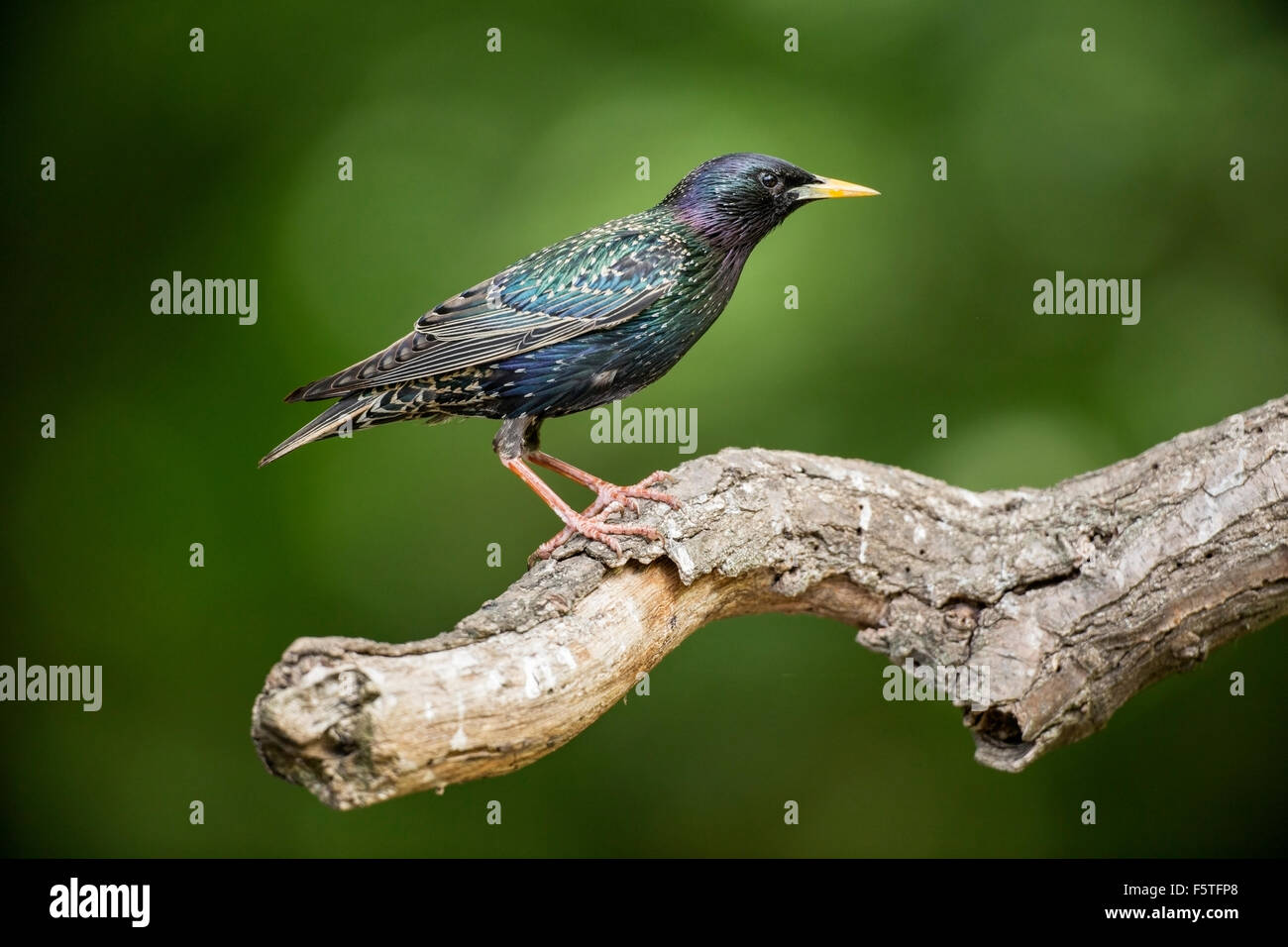 Starling comune (Sturnus vulgaris) adulti in estate piumaggio in piedi su un bel ramo di albero, Ungheria, l'Europa. Foto Stock