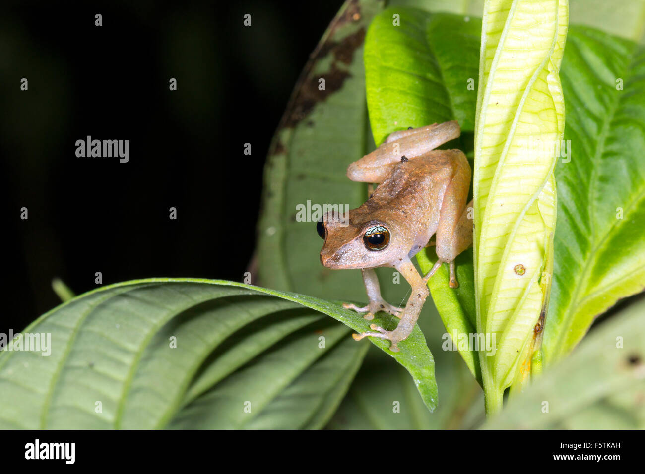 Maschio rana pioggia (Pristimantis matidiktyo) nella posizione di chiamata nel sottobosco della foresta pluviale in Ecuador Foto Stock