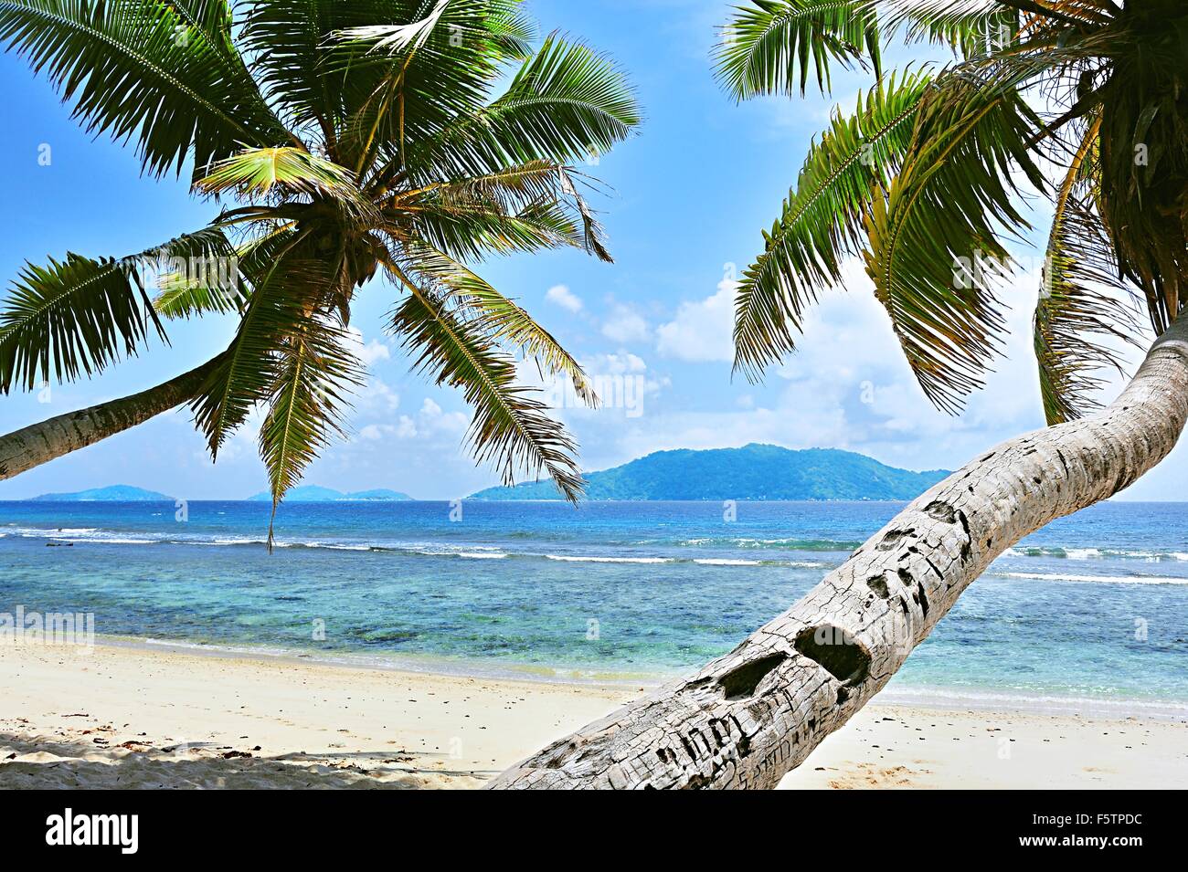 Spiaggia di Anse Fourmis con palme, isola di La Digue, Seicelle Foto Stock