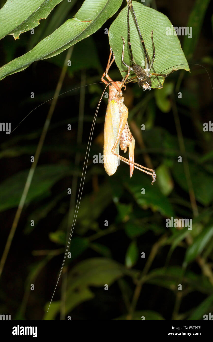 Tropical katydid cambiando la sua pelle nella foresta pluviale sottobosco di notte, Ecuador Foto Stock