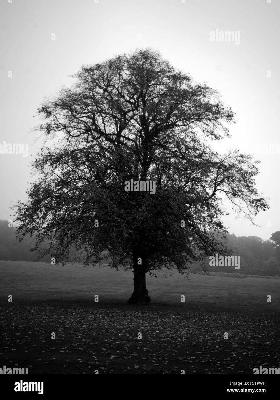 Bianco e Nero Autumn Tree in Ravenscraig Park Kirkcaldy Fife Scozia Scotland Foto Stock