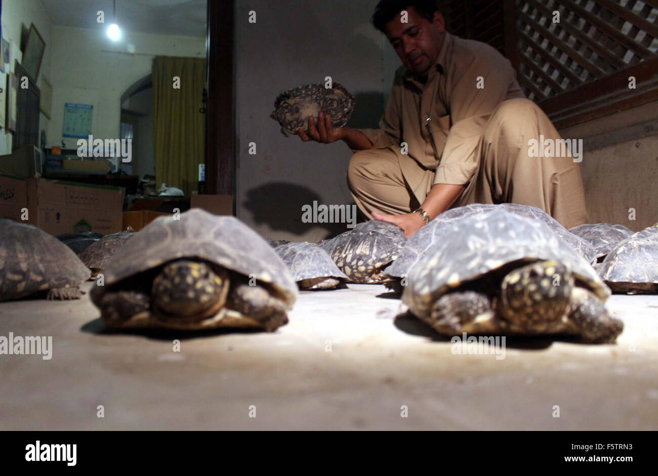 Un team congiunto del WWF-Pakistan e Sindh Wildlife Department salvato 42 vulnerabile tartarughe e tartarughe di acqua dolce che si trova nelle vicinanze di Clifton Beach sigillati in cartoni a Karachi il lunedì, 09 novembre 2015. I rettili sono stati scoperti al mattino quando un reporter e passerby, attraversando il Clifton Beach Road a Karachi, notato un gran numero di tartarughe e tartarughe di acqua dolce che lottano per la vita da strada che sono poi stati liberati in corrispondenza del mozzo diga vicino Khar nel centro del Kirthar National Park. Foto Stock