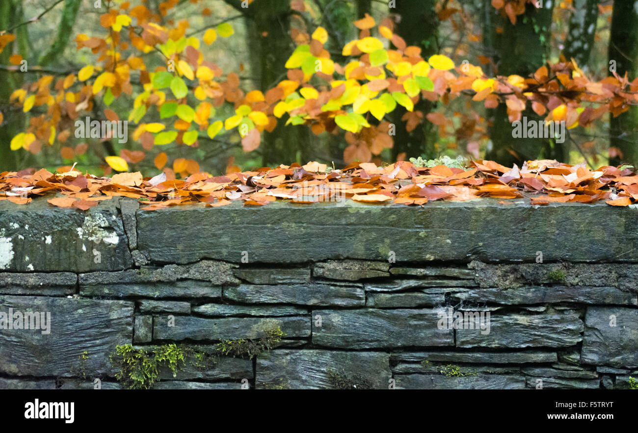 Asciugare la parete in pietra con foglie di autunno nel Lake District inglese, Cumbria. Foto Stock