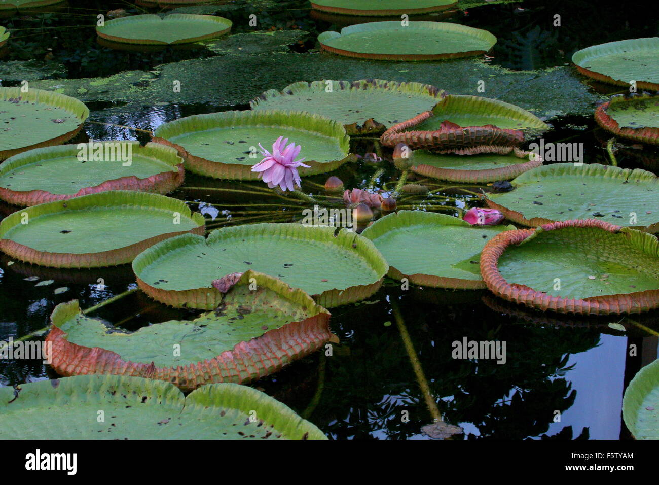 Sud Americana la Regina Vittoria per il giglio di acqua a.k.a. Giant Amazon acqua giglio (Victoria amazonica), viola fiore in fiore Foto Stock
