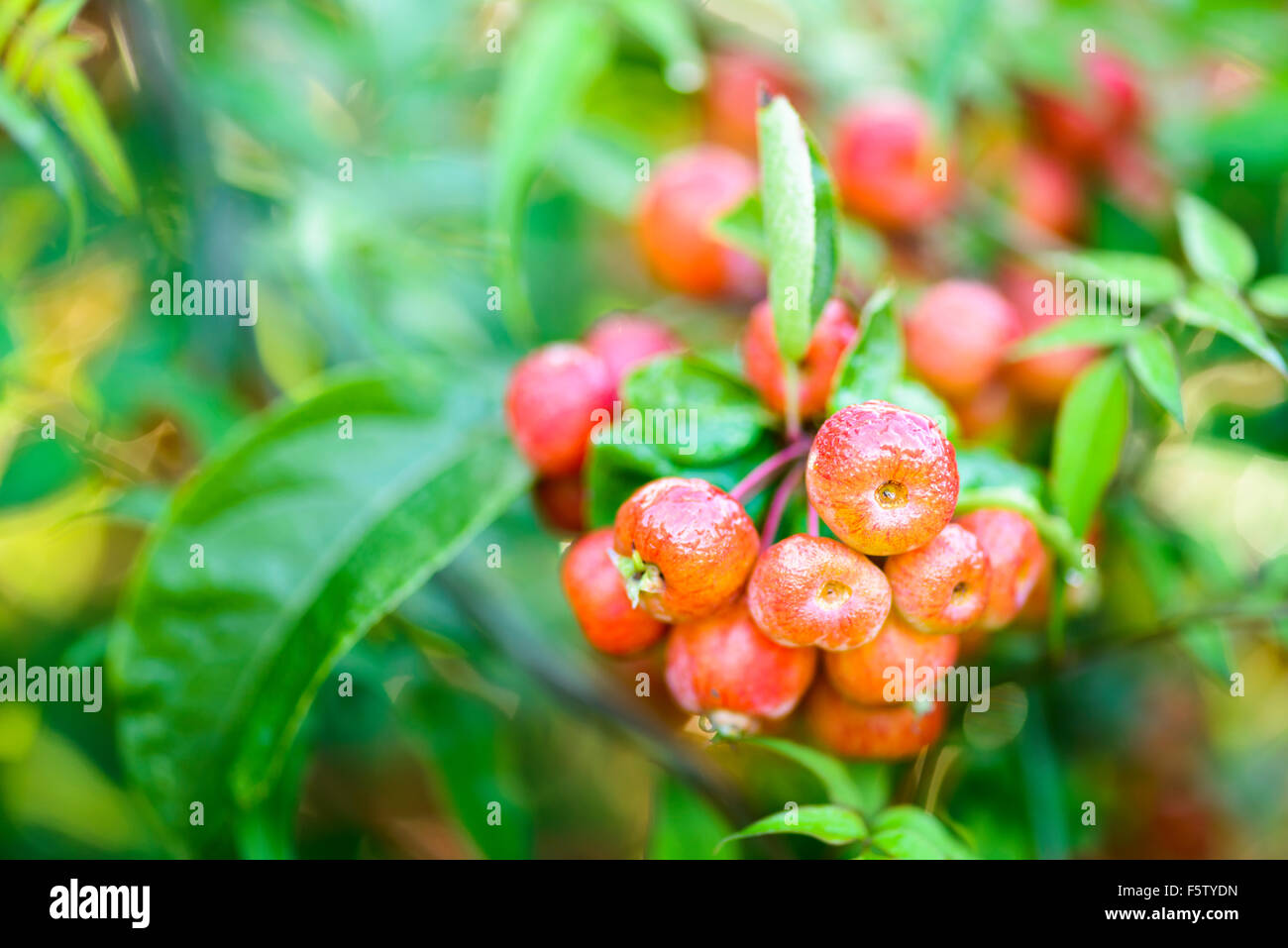 Un mazzetto di bagnato, shiny granchio rosso mele che cresce su un ramo di un albero con uno sfondo di foglie verdi e profondità di campo. Foto Stock