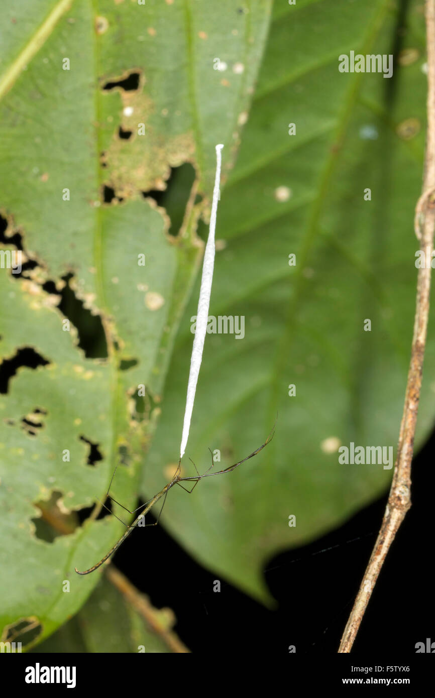 Il ragno tropicale di tenere su il suo uovo allungato sac appeso nel sottobosco della foresta pluviale in Ecuador Foto Stock