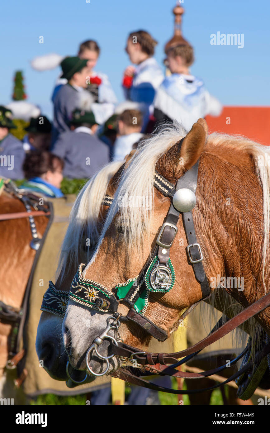 Ogni anno un cattolico Leonhardi-processione si svolge nella città di Murnau, Baviera, Germania, con molti cavalli decorato un carrelli Foto Stock