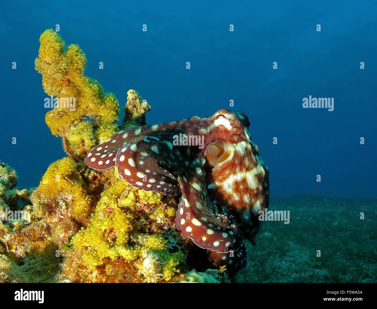 Macropus callistoctopus, noto anche come l'atlantico white-spotted octopus, bianco-spotted octopus, polpo di erba o di erba grembiale Foto Stock