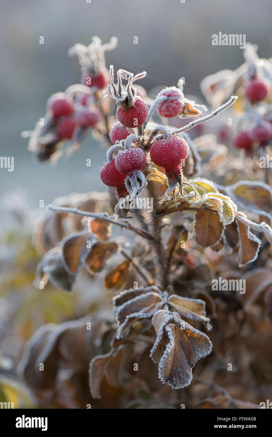 Frosty rosa canina e foglie. Foto Stock