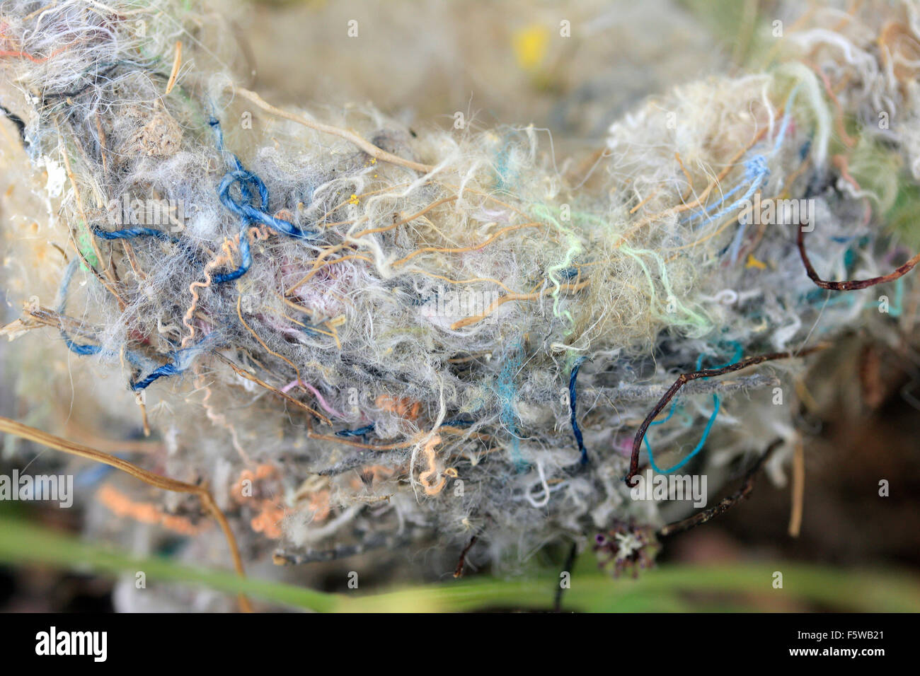 Macro di un colorato cardellino nido fatto di vari strati filettato e stringhe di lana. Foto Stock