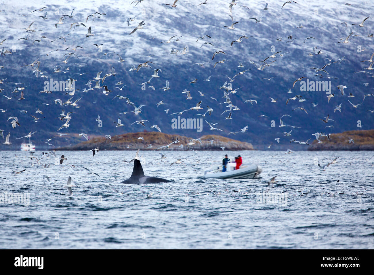 Safari Balene sulla barca di nervatura in ambiente artico Foto Stock